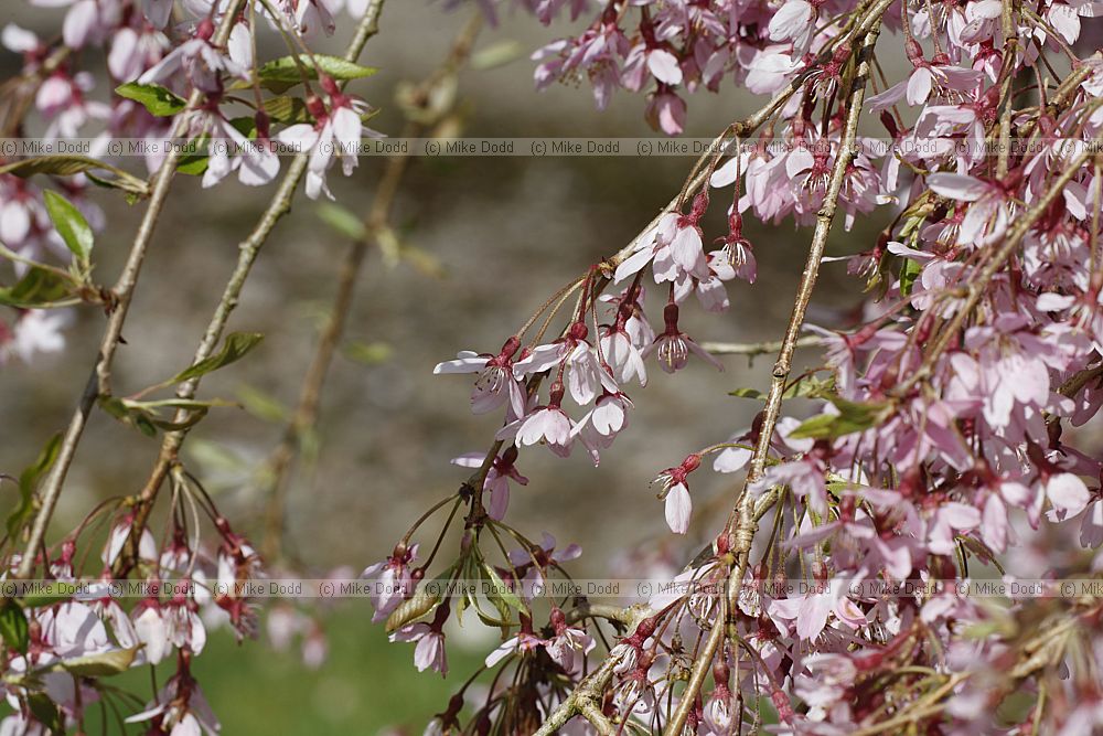 Prunus pendula 'Pendula Rubra'