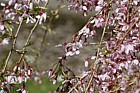 Prunus pendula 'Pendula Rubra'