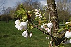 Prunus 'Ranran'