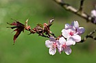 Prunus sargentii Sargent Cherry