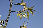 Prunus serrula Tibetan cherry