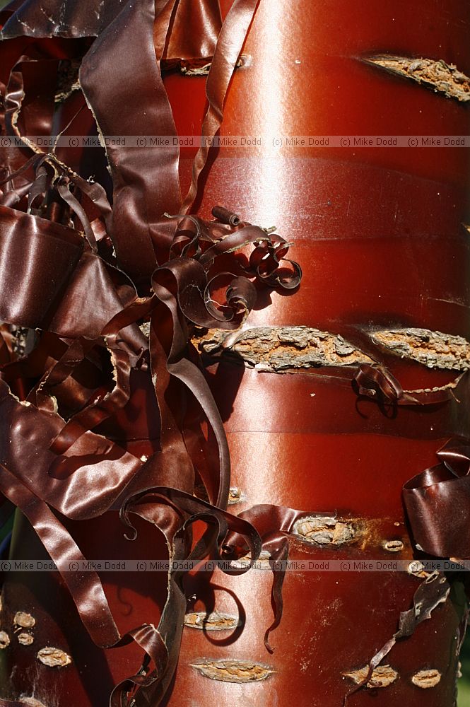 Prunus serrula Tibetan cherry with red peeling bark