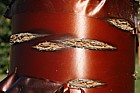 Prunus serrula Tibetan cherry with red peeling bark