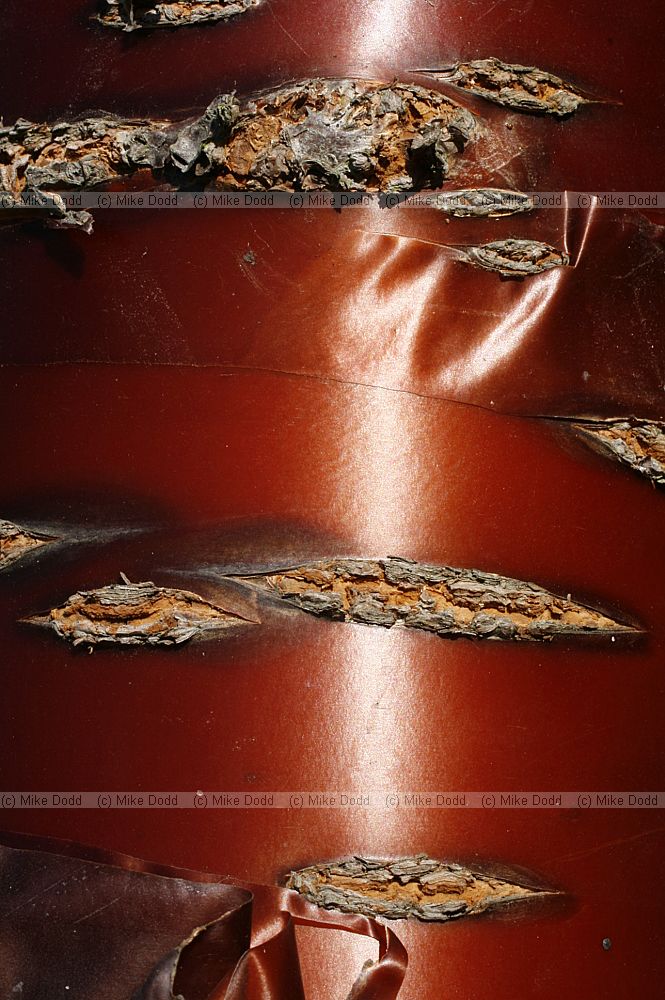 Prunus serrula Tibetan cherry with red peeling bark