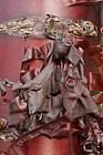 Prunus serrula Tibetan cherry with red peeling bark