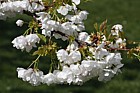 Prunus serrulata