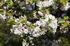 Prunus serrulata 'Alboplena'