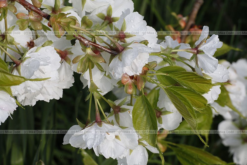 Prunus serrulata 'Shirotae'