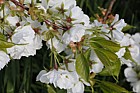 Prunus serrulata 'Shirotae'