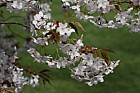 Prunus serrulata var. hupehensis Hill cherry