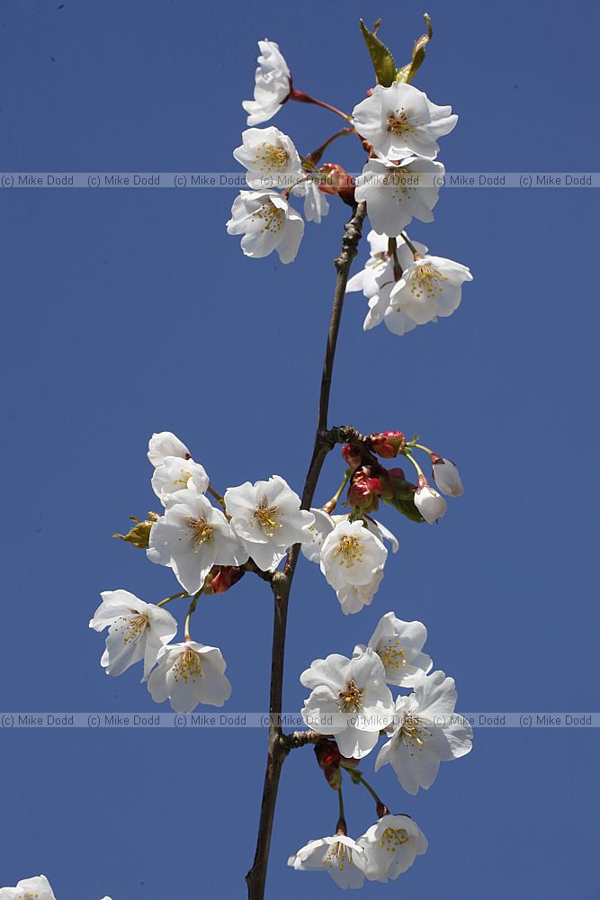 Prunus serrulata var tomentella