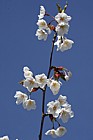 Prunus serrulata var tomentella