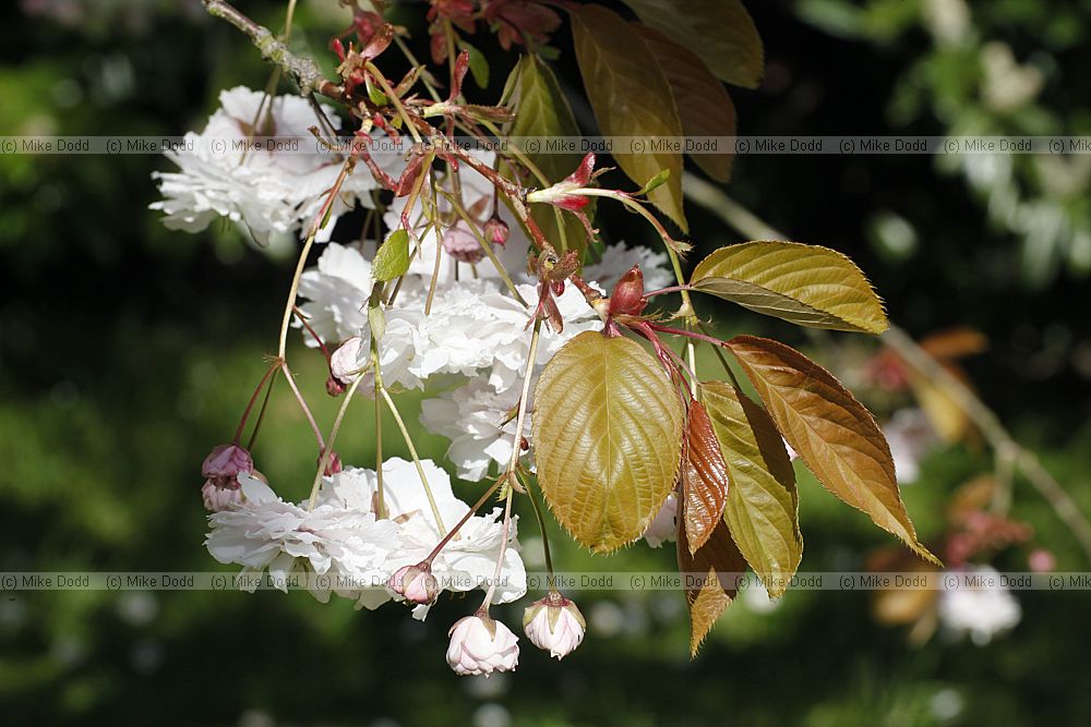 Prunus 'Shirofugen'