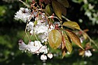 Prunus 'Shirofugen'