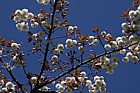 Prunus 'Shirofugen'
