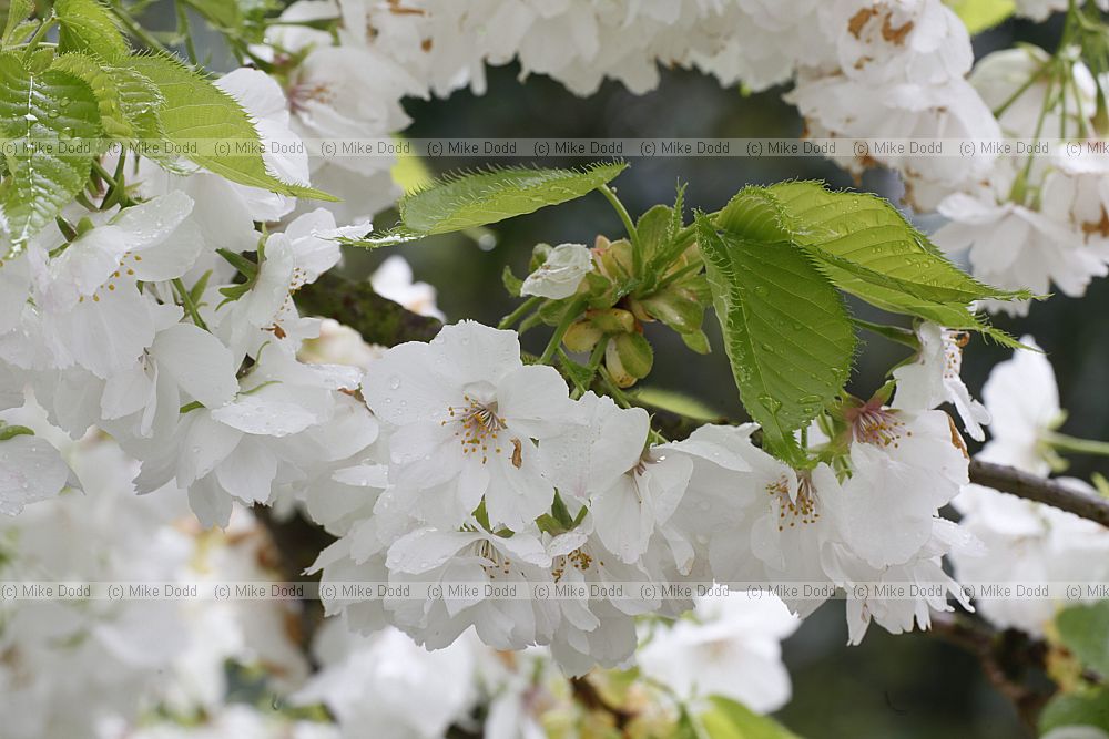 Prunus 'Shirotae'