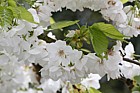 Prunus 'Shirotae'