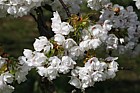 Prunus 'Shirotae'