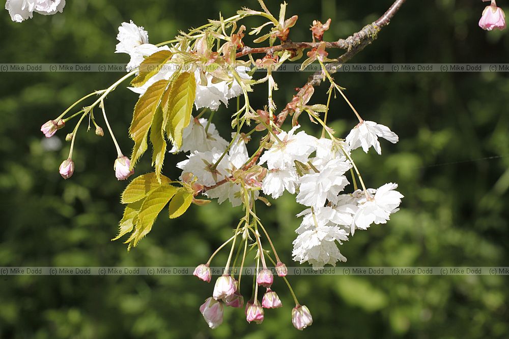 Prunus 'Shogetsu'