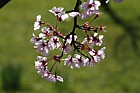 Prunus 'Shosar'