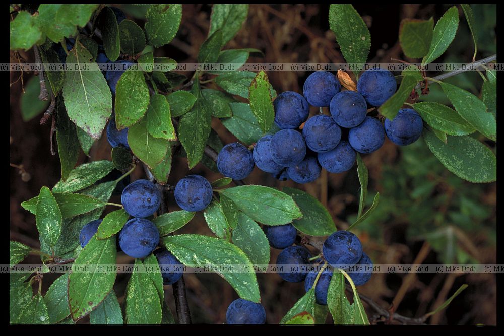 Prunus spinosa Blackthorn or Sloe