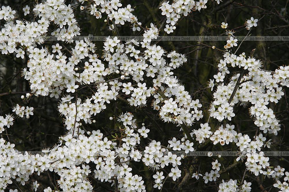 Prunus spinosa Blackthorn blossom