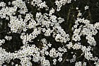 Prunus spinosa Blackthorn blossom