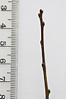 Prunus spinosa Blackthorn