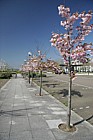 Cherry trees (Prunus) in flower central Milton Keynes