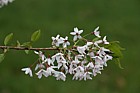 Prunus subhirtella 'Stellata'