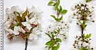 Prunus 'Tai Haku' Great White Cherry Prunus avium Wild cherry and Prunus avium 'Plena' Double Gean all in flower compared side by side it is unusual because the first two species are normally finished before the third