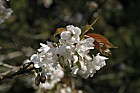 Prunus 'Ukon'