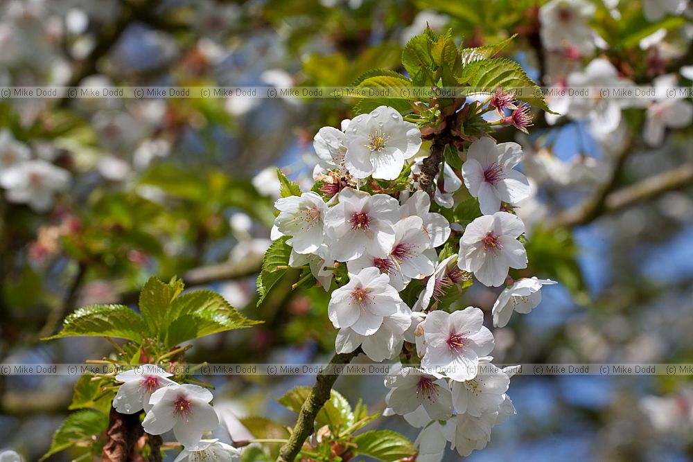 Prunus umineko