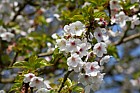 Prunus umineko