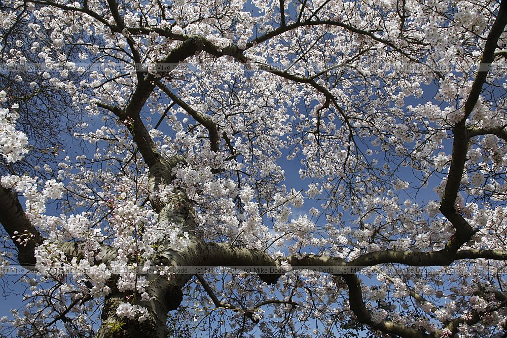 Prunus x yedoensis Yoshino cherry