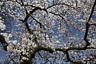 Prunus x yedoensis Yoshino cherry