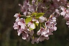 Prunus x yedoensis 'Isu Yoshino'