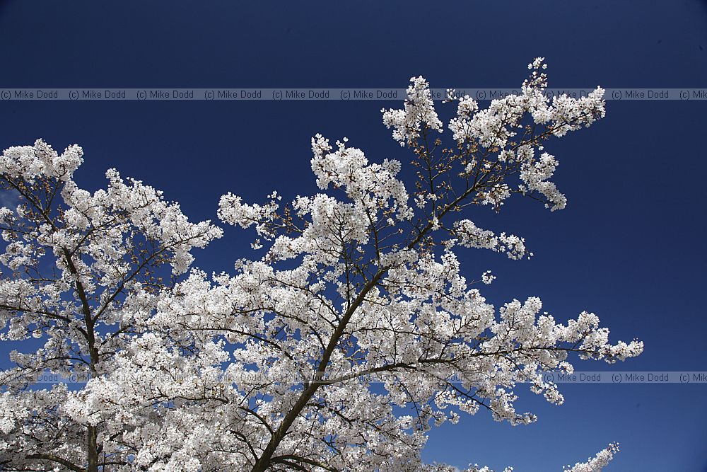 Prunus x yedoensis Yoshino cherry