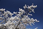 Prunus x yedoensis Yoshino cherry