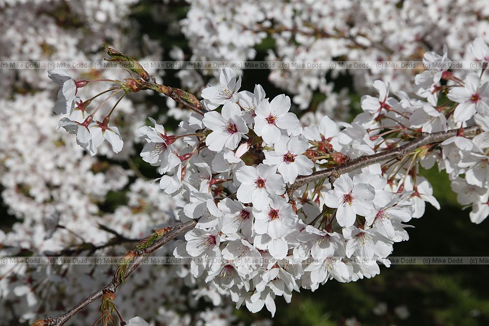 Prunus x yedoensis Yoshino cherry