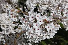Prunus x yedoensis Yoshino cherry