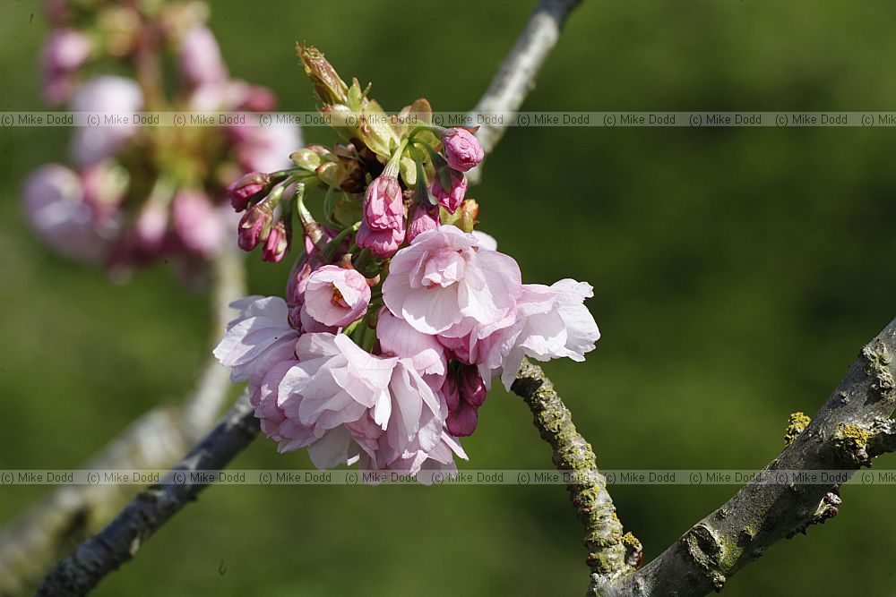 Prunus 'Yedozakura' (is this a valid name?)