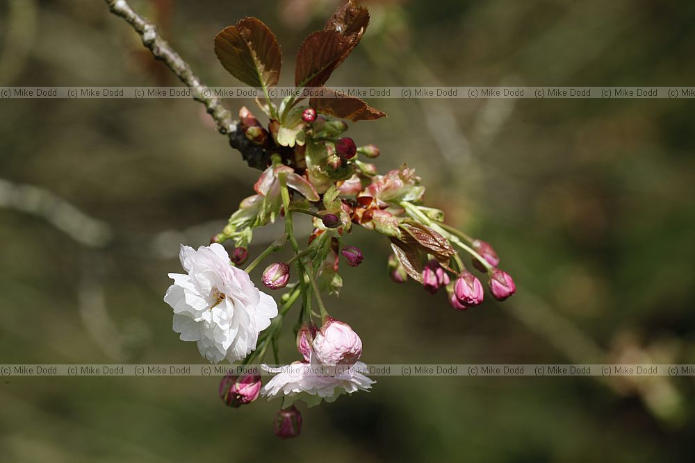 Prunus 'Yokihi'