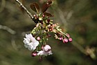 Prunus 'Yokihi'