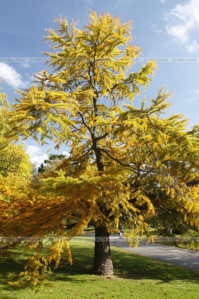 Pseudolarix amabalis Golden Larch