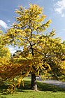 Pseudolarix amabalis Golden Larch