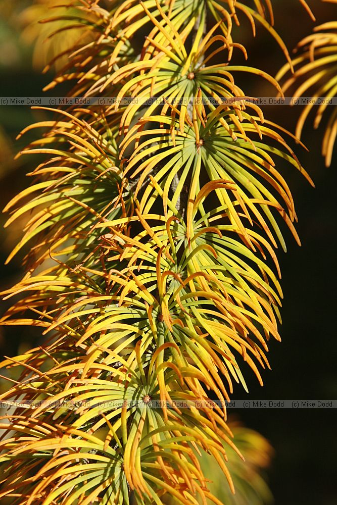 Pseudolarix amabalis Golden Larch