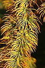 Pseudolarix amabalis Golden Larch