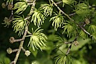 Pseudolarix amabilis Golden Larch