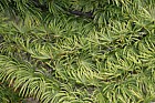 Pseudolarix amabilis Golden Larch
